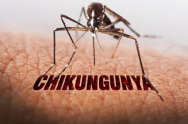 Khuyến cáo phòng, chống bệnh Chikungunya