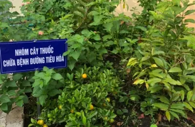 Nâng cấp, phát triển vườn thuốc nam Trường Đại học CSND